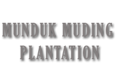 munduk muding plantation